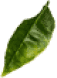 leaf3